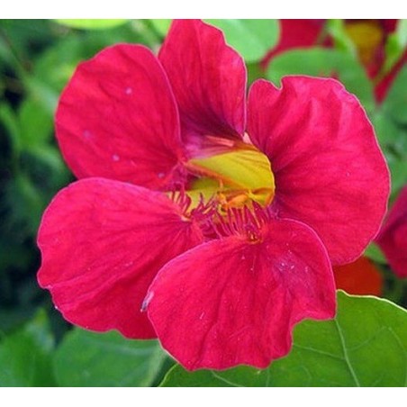 capuchina cherry rose - sin tratamiento