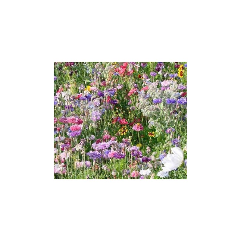 Mezcla de flores para las abejas - semillas no tratadas