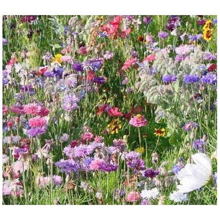 Mezcla de flores para las abejas - semillas no tratadas