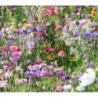 Mezcla de flores para las abejas - semillas no tratadas