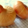 Cebolla Plana Stuttgarter (Semillas sin tratamiento)