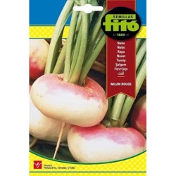 nabo purple top  MilÃ¡n - semillas FitÃ³