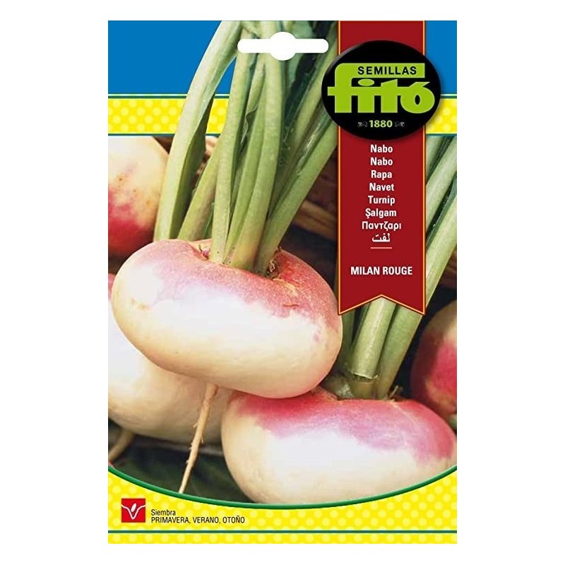 nabo purple top  MilÃ¡n - semillas FitÃ³