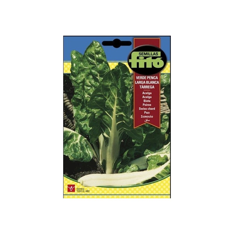 acelga verde de penca blanca Tarrega