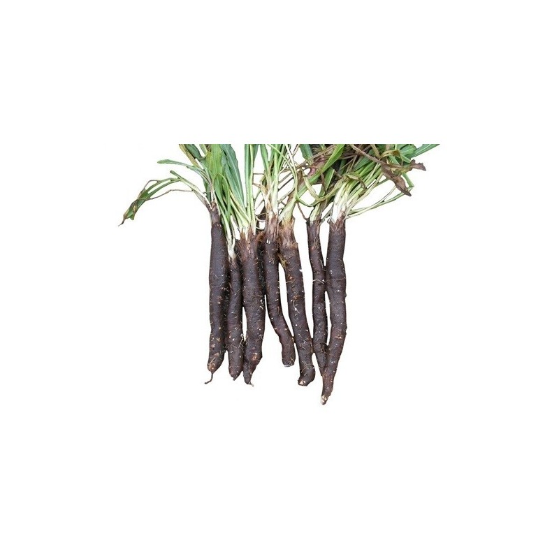 scorzonera gigante de Rusia (semillas ecolÃ³gicas)