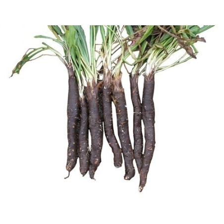 scorzonera gigante de Rusia (semillas ecolÃ³gicas)