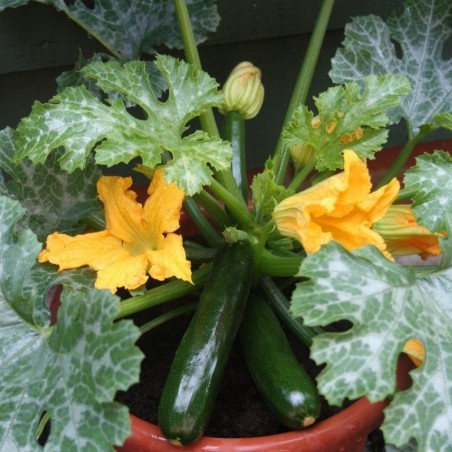 CalabacÃ­n F1 Midnight- semillas no tratadas