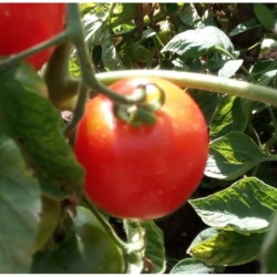 Tomate Madagascar - semillas no tratadas