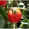 Tomate Madagascar - semillas no tratadas