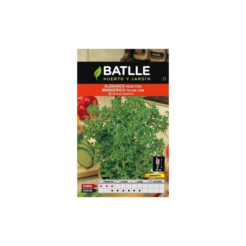 semillas de albahaca de hoja fina