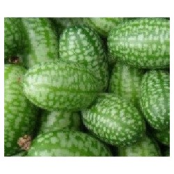 cucamelon (ZEHNERIA SCABRA) semillas ecologicas