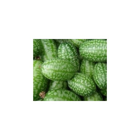 cucamelon (ZEHNERIA SCABRA) semillas ecologicas