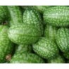 cucamelon (ZEHNERIA SCABRA) semillas ecologicas