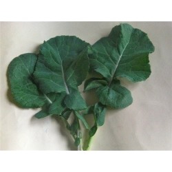 kale  esparrago  (semillas ecolÃ³gicas)