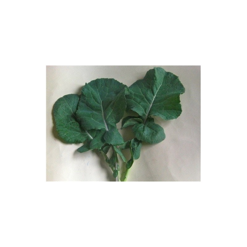 kale  esparrago  (semillas ecolÃ³gicas)