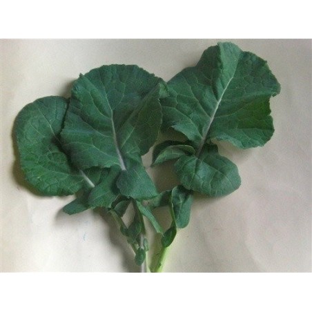 kale  esparrago  (semillas ecolÃ³gicas)