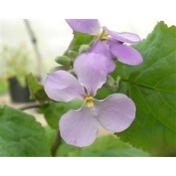 orquÃ­dea de febrero (Orychophragmus violaceus)