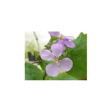 orquÃ­dea de febrero (Orychophragmus violaceus)