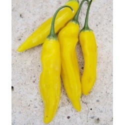 Aji limÃ³n - semillas no tratadas