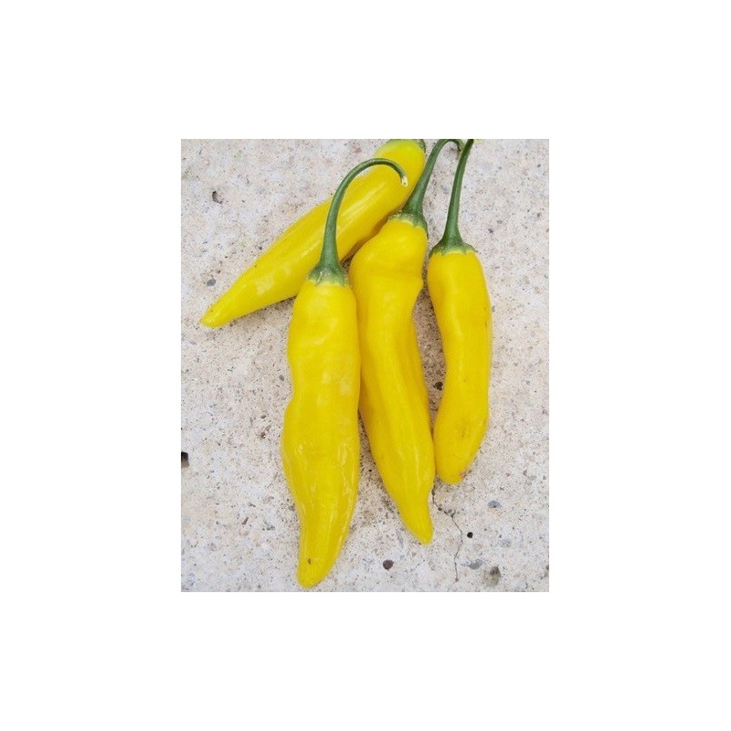 Aji limÃ³n - semillas no tratadas