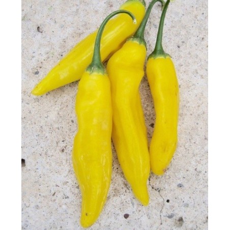 Aji limÃ³n - semillas no tratadas