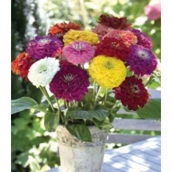 Zinnia BenaryÂ´s giant mixed - semillas no tratadas