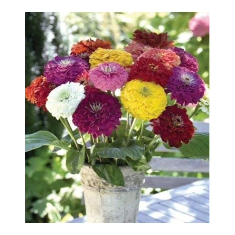 Zinnia BenaryÂ´s giant mixed - semillas no tratadas
