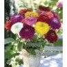Zinnia BenaryÂ´s giant mixed - semillas no tratadas