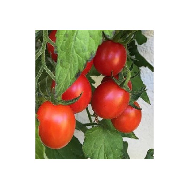 Tomate Rosso di Basilea - sin tratamiento