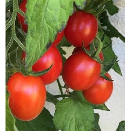 Tomate Rosso di Basilea - sin tratamiento