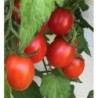 Tomate Rosso di Basilea - sin tratamiento