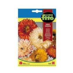 Inmortal - siempreviva - semillas FitÃ³