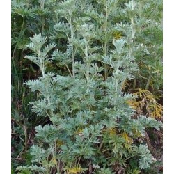 semillas ecolÃ³gicas de ajenjo (ARTEMISIA ABBINTHIM)