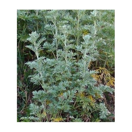 semillas ecolÃ³gicas de ajenjo (ARTEMISIA ABBINTHIM)