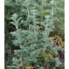 semillas ecolÃ³gicas de ajenjo (ARTEMISIA ABBINTHIM)