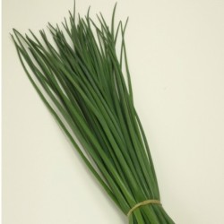 Cebollino Polystar - sin tratamiento