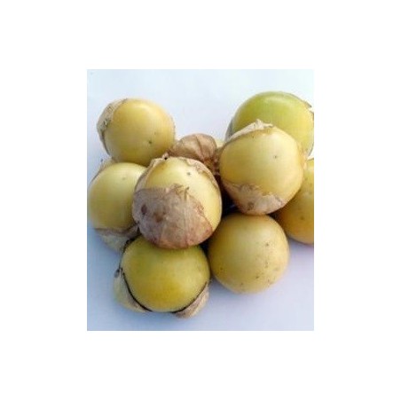 Tomatillo Amaryllis blanco - semillas no tratadas