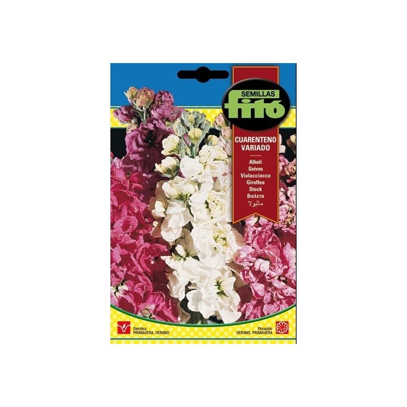 AlhelÃ­ Cuarenteno Variado