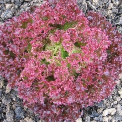 lechuga lollo rossa semillas sin tratamiento