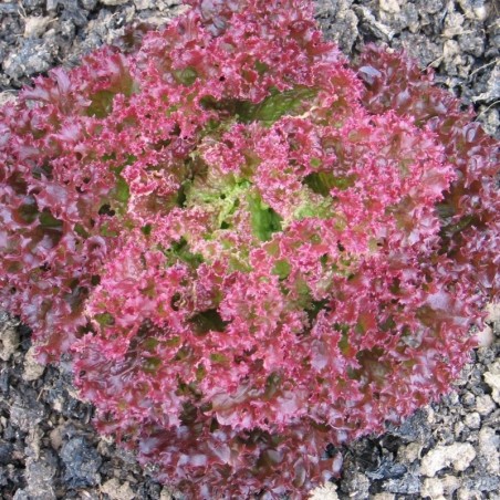 lechuga lollo rossa semillas sin tratamiento