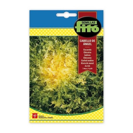 escarola rizada cabello de Angel