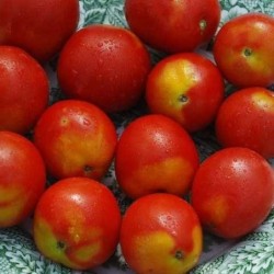 tomate alaskan fancy