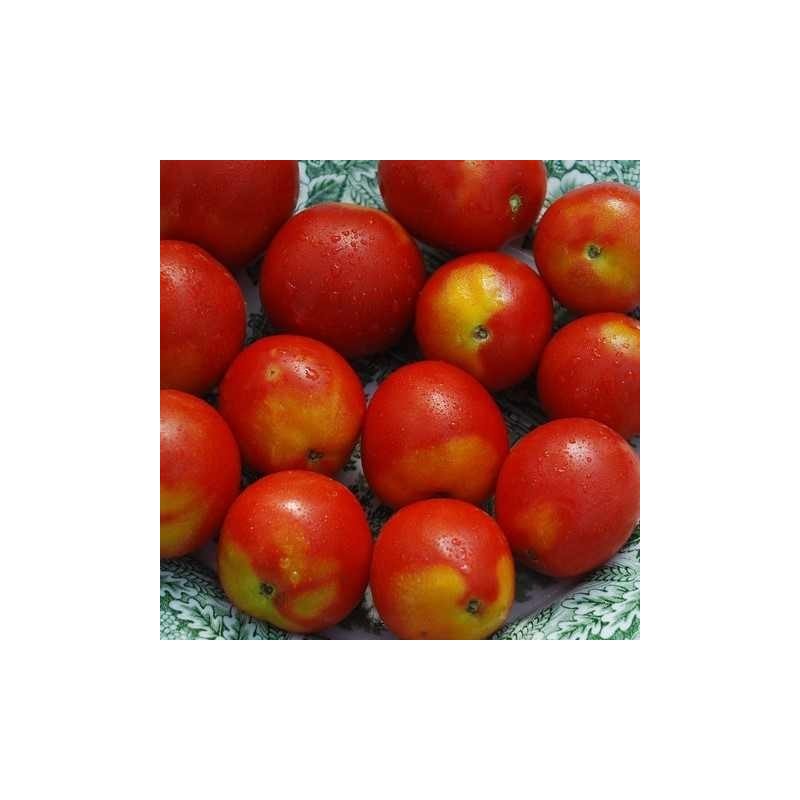 tomate alaskan fancy