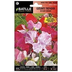 guisante trepador de olor variado