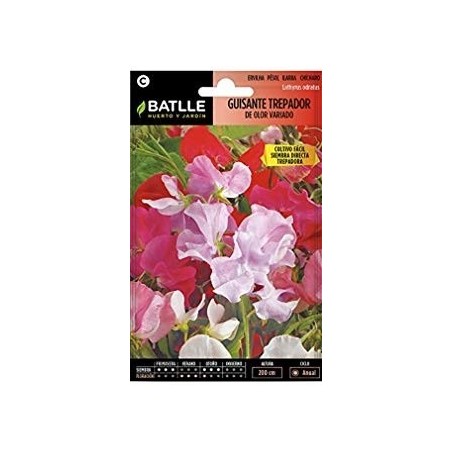 guisante trepador de olor variado