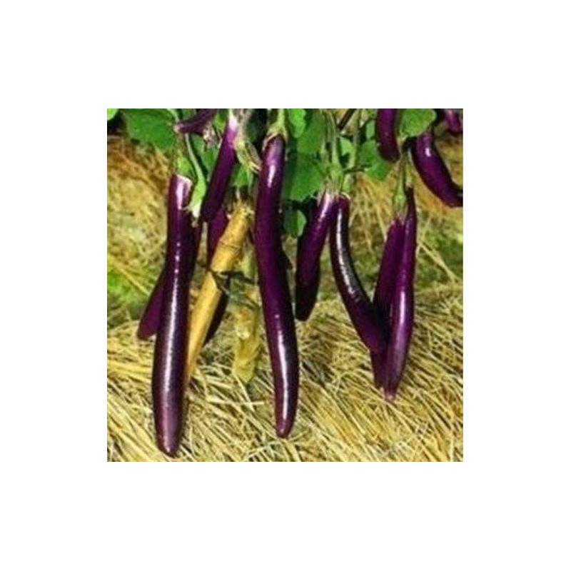 Berenjena farmers long F1 - semillas sin tratamiento
