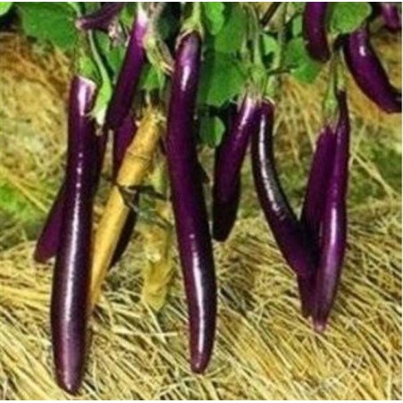 Berenjena farmers long F1 - semillas sin tratamiento