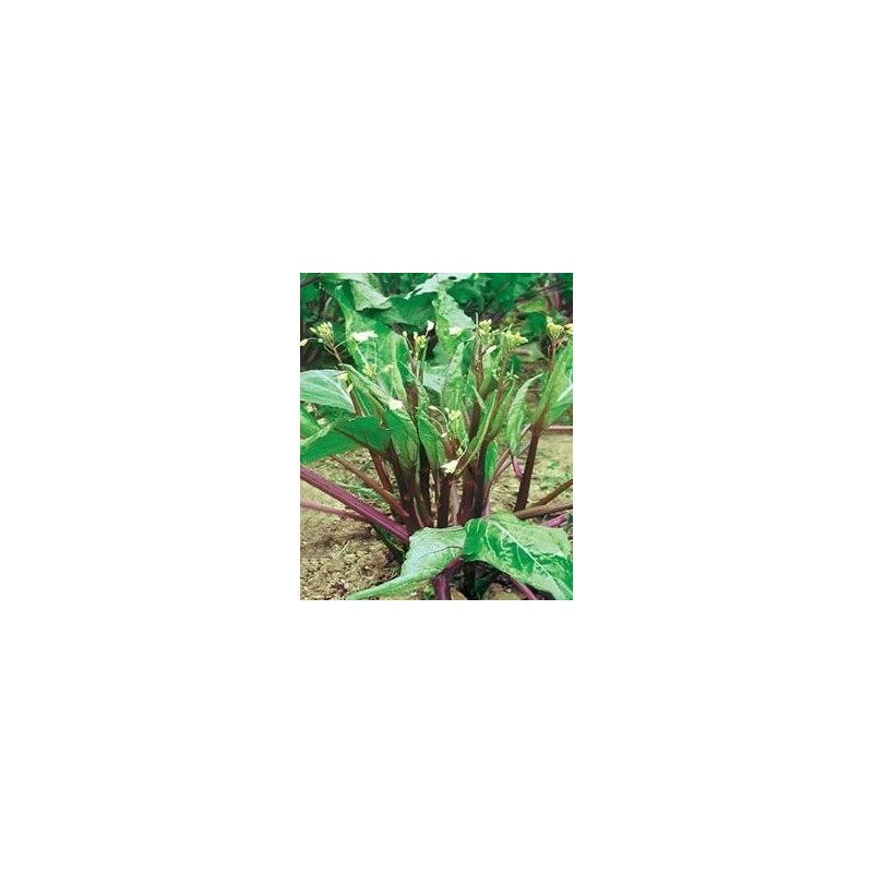 semillas de kale chino