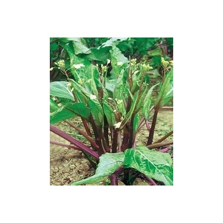 semillas de kale chino