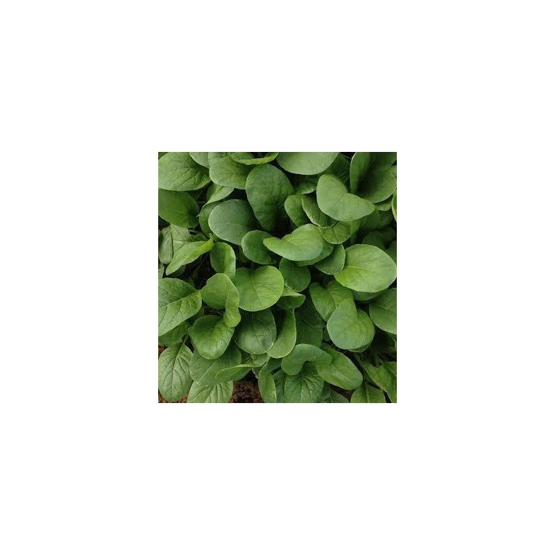 semillas de komatsuna sharaku F1